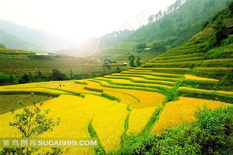 油菜花盛开的田野