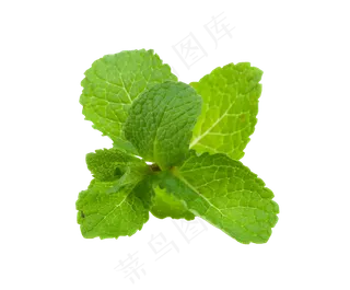 手绘草本中药药材