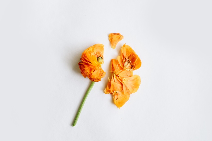 橙黄色破碎的花