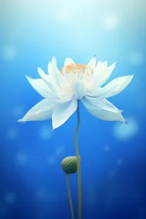 蓝色简约大气荷花意境背景 蓝色简约大气荷花意境背景