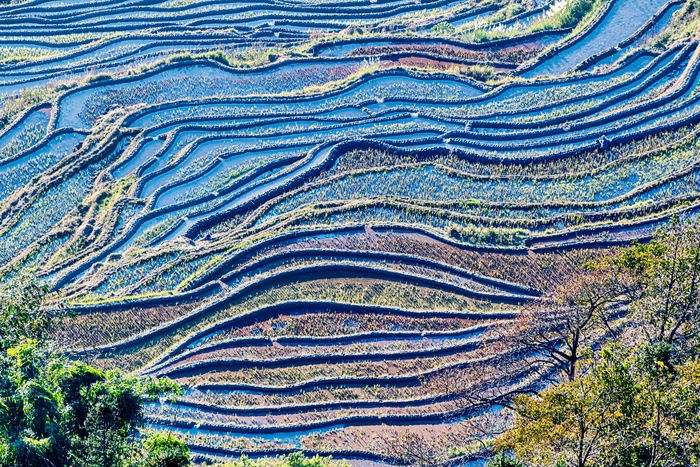 爱村蓝色梯田