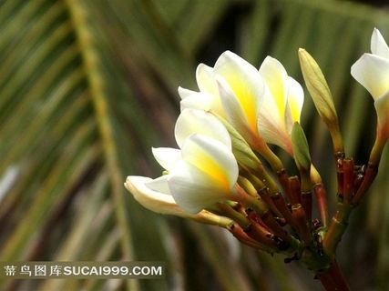 盛开的黄色鸡蛋花鲜花图片