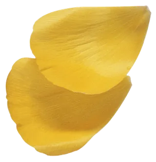 花瓣花朵免扣图片 