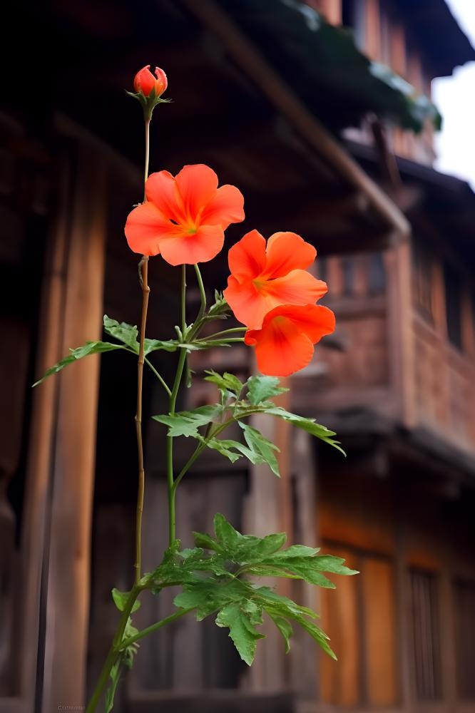 屋檐鲜花红色绿叶背景