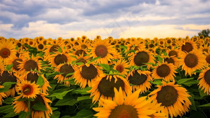高清晰太阳光向日葵花瓣壁纸