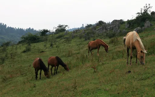草场风景图片-第7张