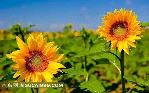 迷人的向日葵