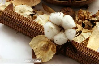 棉花特写