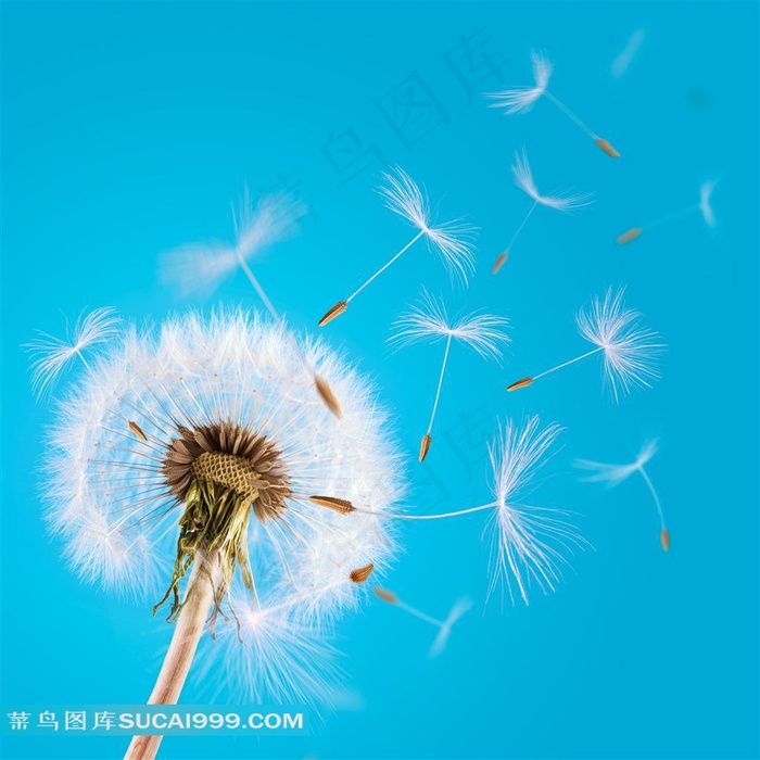 蒲公英高清图片