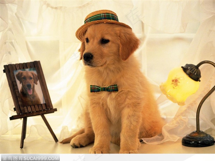 戴帽的狗和电灯