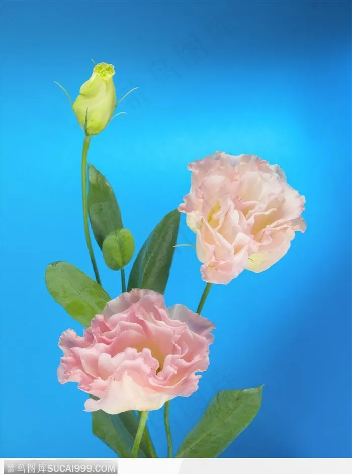 花束物语-三朵粉色的花朵