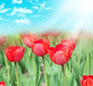 高清花草风景图片下载