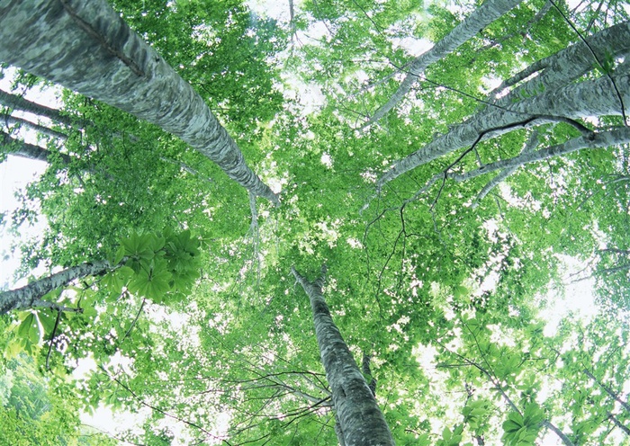 森林的树缝穿过的光仰视  jpg素材