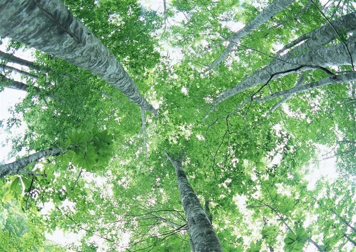 森林的树缝穿过的光仰视  jpg素材