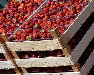 草莓 水果 红色素材 (3)