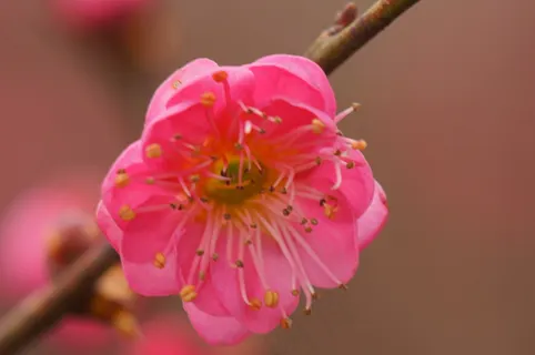 红色梅花图片 红色梅花图片