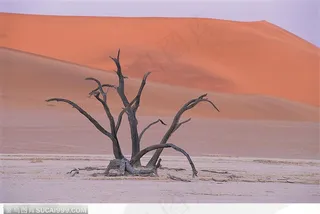 无垠沙漠中的枯木