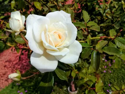 白色月季花朵图片 白色月季花朵图片