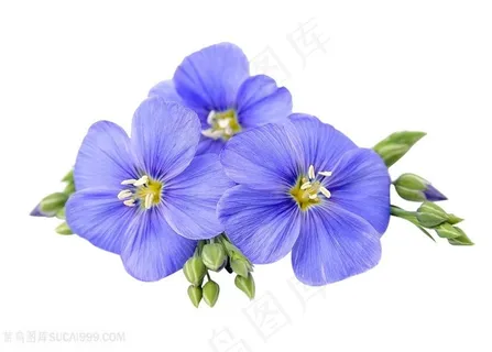 美丽紫色胡麻花朵图片