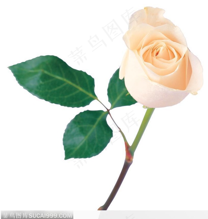 带叶的白玫瑰