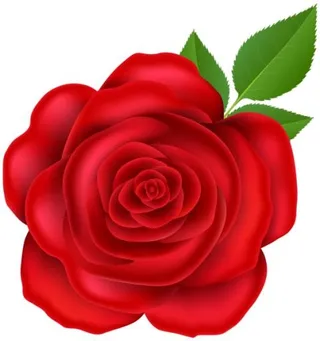玫瑰 PNG免抠