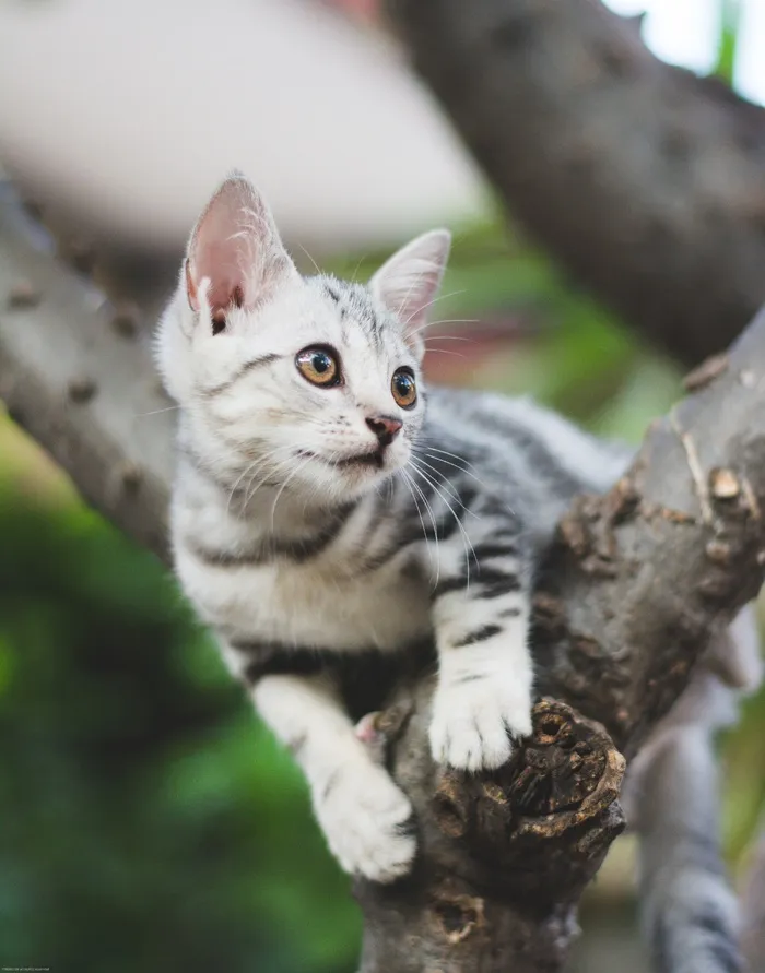 可爱猫咪猫猫摄影素材