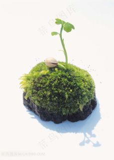 带苔藓的泥土上发芽的植物