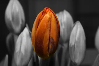 郁金香摄影图片