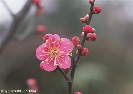 花海世界-枝头漂亮的梅花