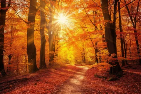 秋天森林红色树叶落叶阳光照射下摄影图