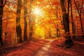 秋天森林红色树叶落叶阳光照射下摄影图