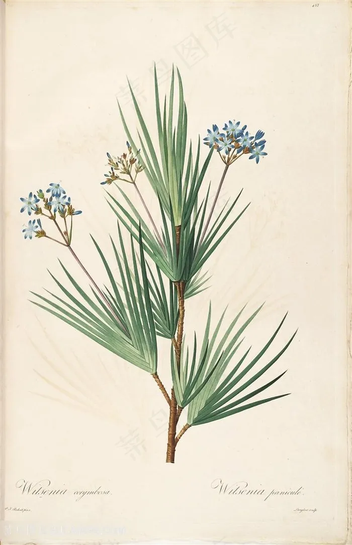 雷杜德原版高清花草唯美手绘树枝插画