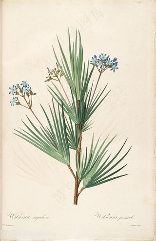 雷杜德原版高清花草唯美手绘树枝插画