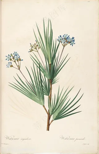 雷杜德原版高清花草唯美手绘树枝插画