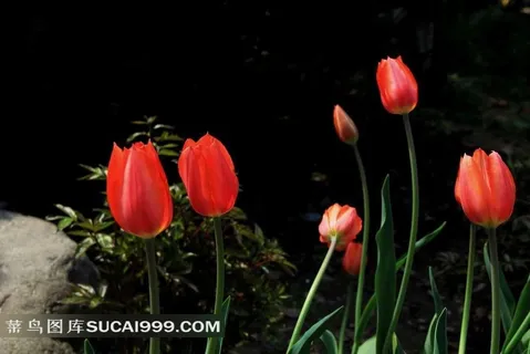 艳丽花朵郁金香摄影美图 艳丽花朵郁金香摄影美图