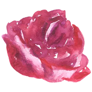 鲜花玫瑰免扣素材