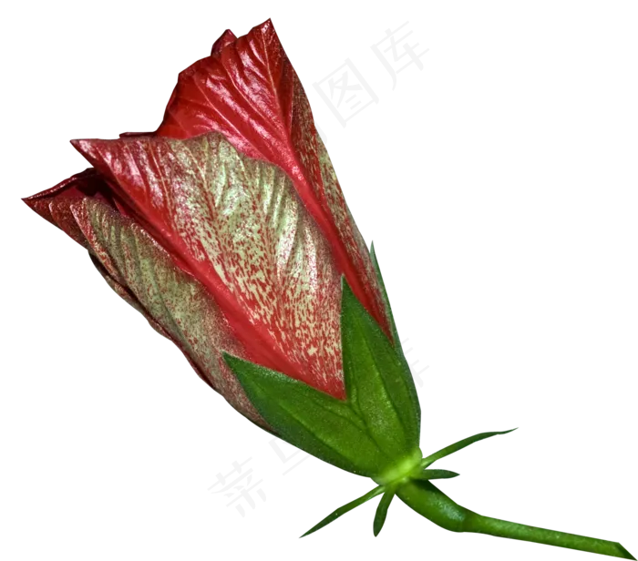 免抠花朵之五
