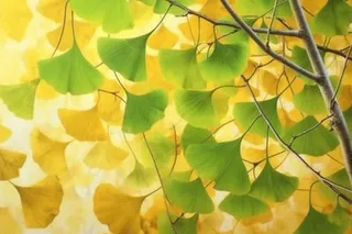 秋天银杏叶背景