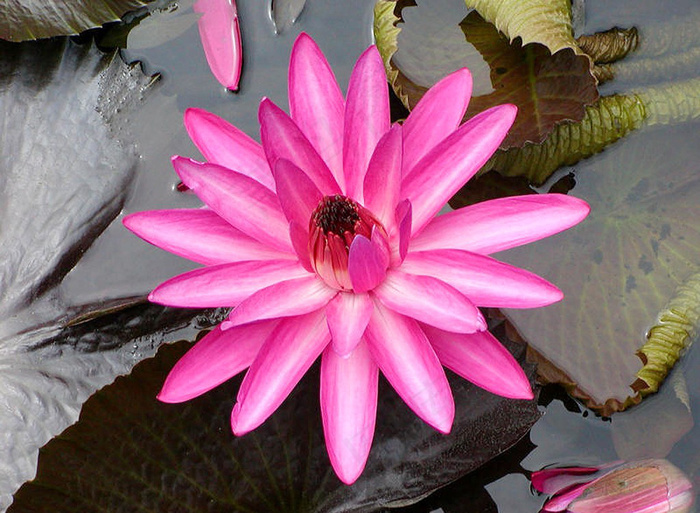 高清红色荷花图片下载