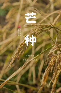 芒种二十四节气海报