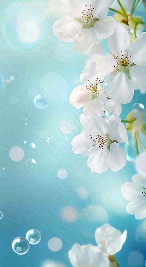 唯美清新白色鲜花，文艺新鲜浪漫情人节摄影图