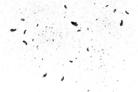 免扣黑色羽毛素材