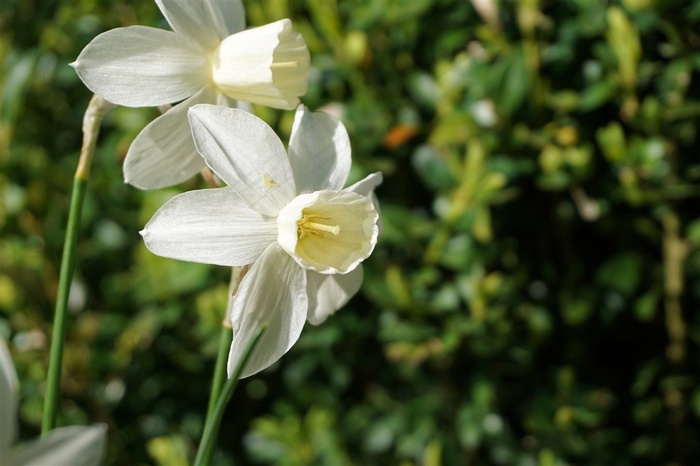 典雅的水仙花高清鲜花图片