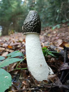 有毒野生蘑菇图片 有毒野生蘑菇图片