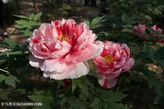 阳光下粉色牡丹花图片