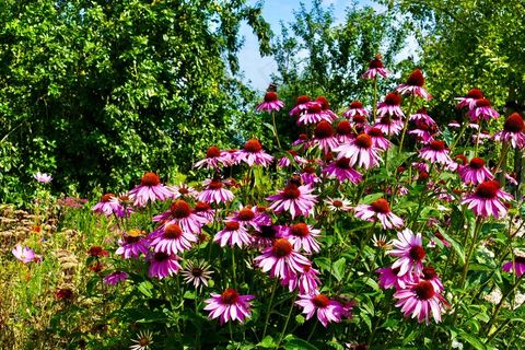 野生紫色松果菊图片