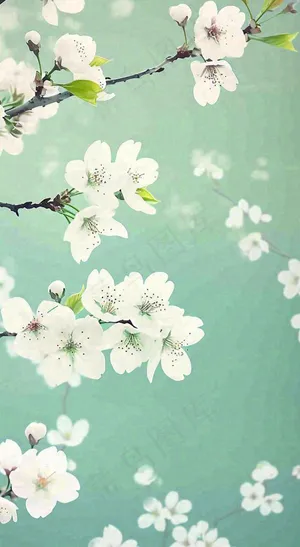 春天开满枝头的白色樱花花朵立春惊蛰春分摄影图