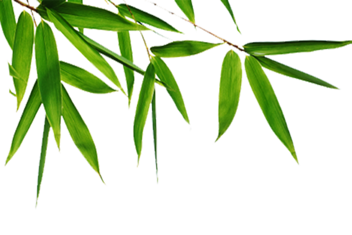 绿色端午节竹叶免扣素材