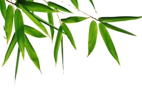 绿色端午节竹叶免扣素材 绿色端午节竹叶免扣素材
