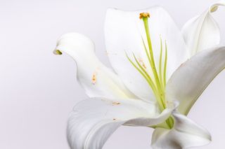 白色纯洁百合摄影素材